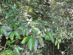 Oxyanthus speciosus