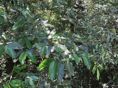 Oxyanthus speciosus