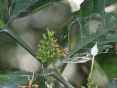 Oxyanthus speciosus