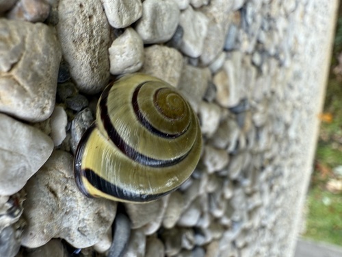 Cepaea nemoralis