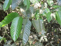 Oxyanthus speciosus