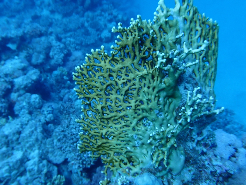 Fire Coral