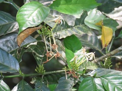 Oxyanthus speciosus