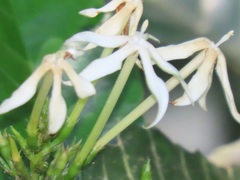 Oxyanthus speciosus