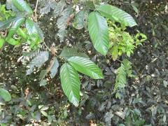 Oxyanthus speciosus