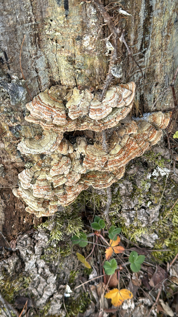 Fomitopsis quercina · November 2025 · photo: © nebrooks (iNaturalist, cc-by)