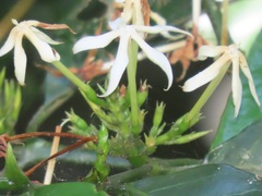 Oxyanthus speciosus
