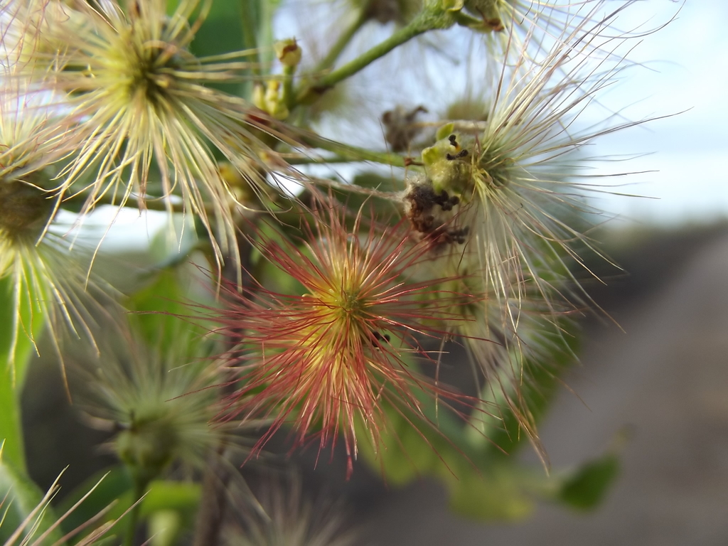 Lasiocarpus
