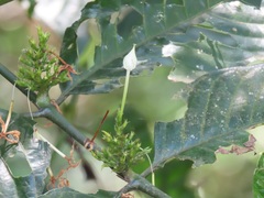 Oxyanthus speciosus