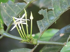 Oxyanthus speciosus