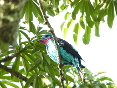Cotinga cayana
