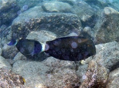 Acanthurus blochii