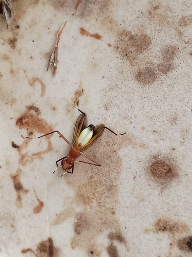 Unknown species found near Gainesville, FL 32608, USA