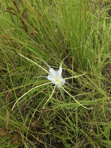 Image of Hymenocallis palmeri by (c) Brandon Corder, some rights reserved (CC BY)
