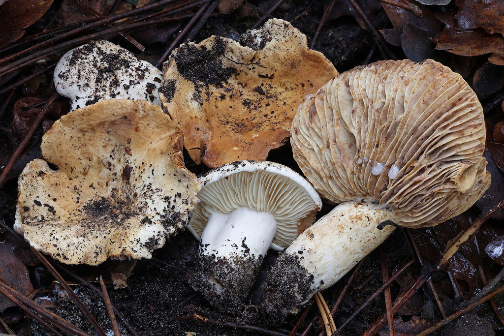 Lactifluus brunneoviolascens