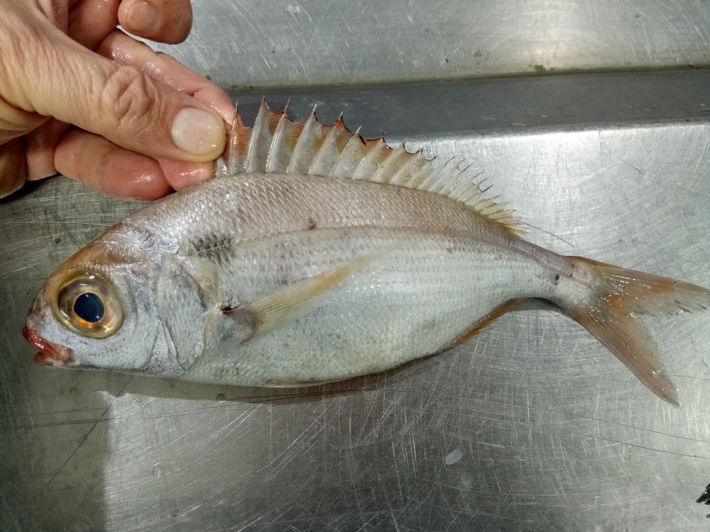 Rode zeebrasem (Pagellus bogaraveo) — Sparidae