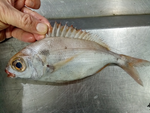 Photo of Blackspot seabream (Pagellus bogaraveo)