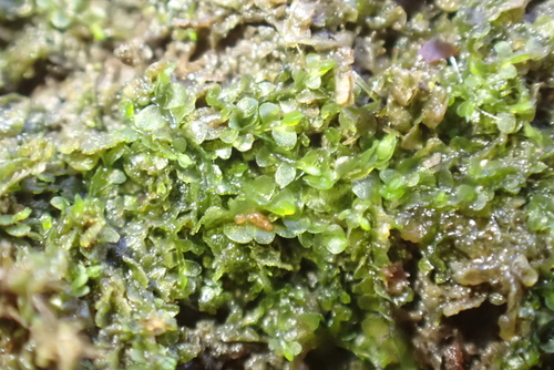 Dark-green Flapwort (Jungermannia atrovirens)