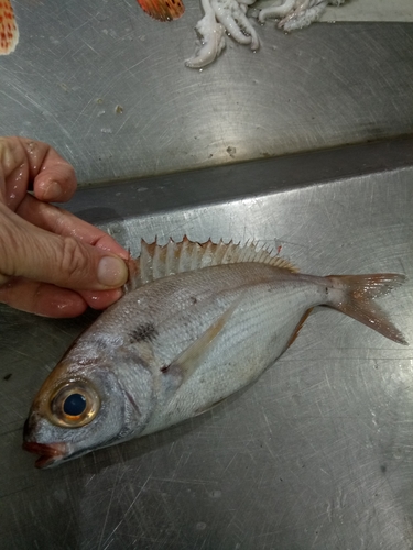 Blackspot Seabream