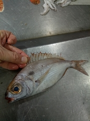 Red Sea-Bream photo 2