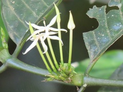 Oxyanthus speciosus