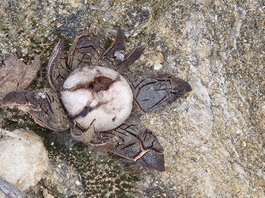 Astraeus hygrometricus · November 2025 · photo: © marcriera (iNaturalist, cc-by)