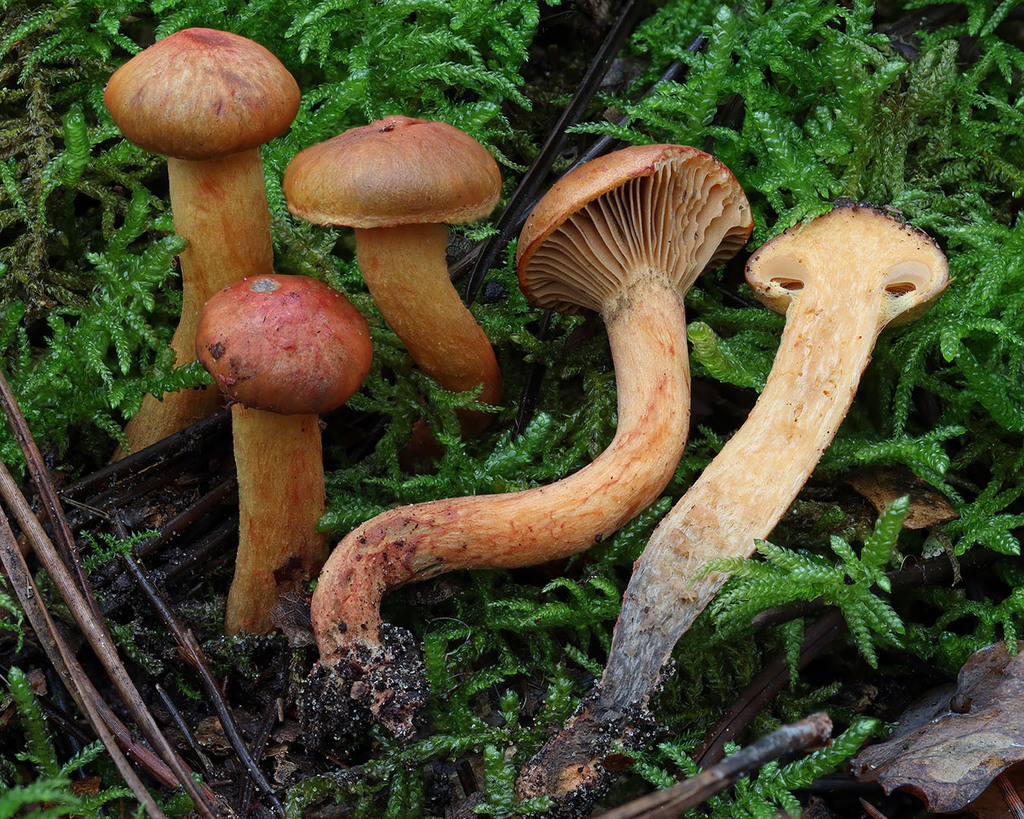 Chroogomphus fulmineus