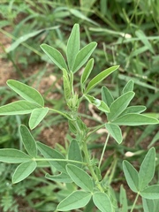 Crotalaria damarensis