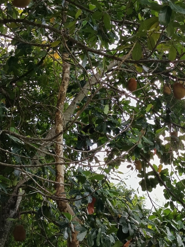 Black capuchin