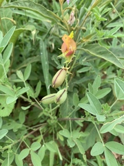 Crotalaria damarensis