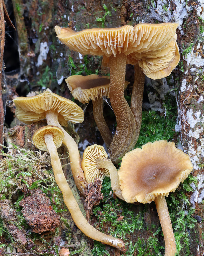 Callistosporium luteo-olivaceum · November 2025 · photo: © mycobel (iNaturalist, cc-by)