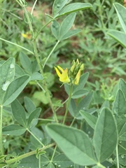 Crotalaria damarensis