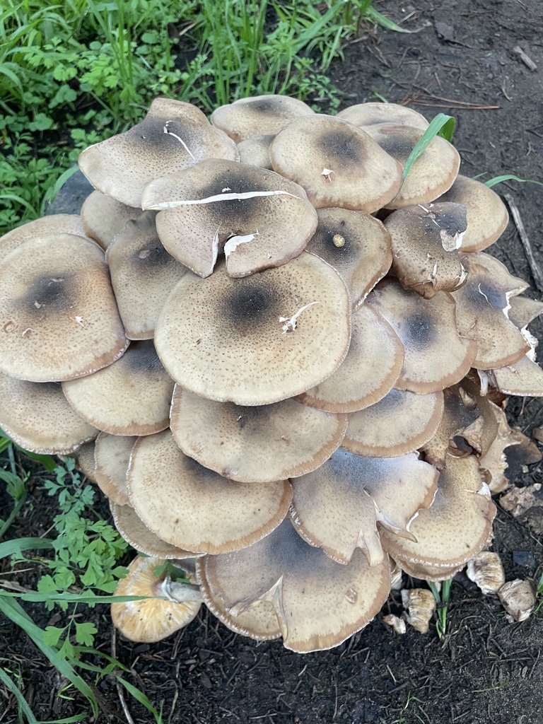 Armillaria mellea · November 2025 · photo: © chilipossum (iNaturalist, cc-by)