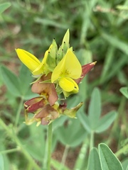 Crotalaria damarensis