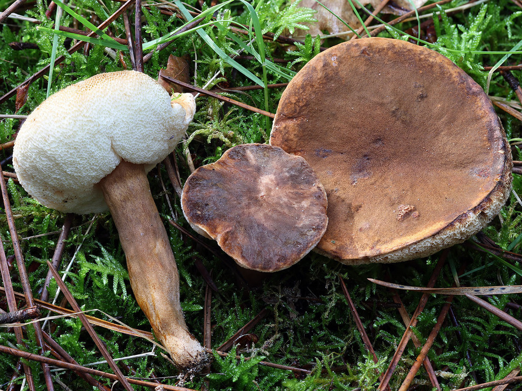 Gyroporus castaneus · November 2025 · photo: © mycobel (iNaturalist, cc-by)