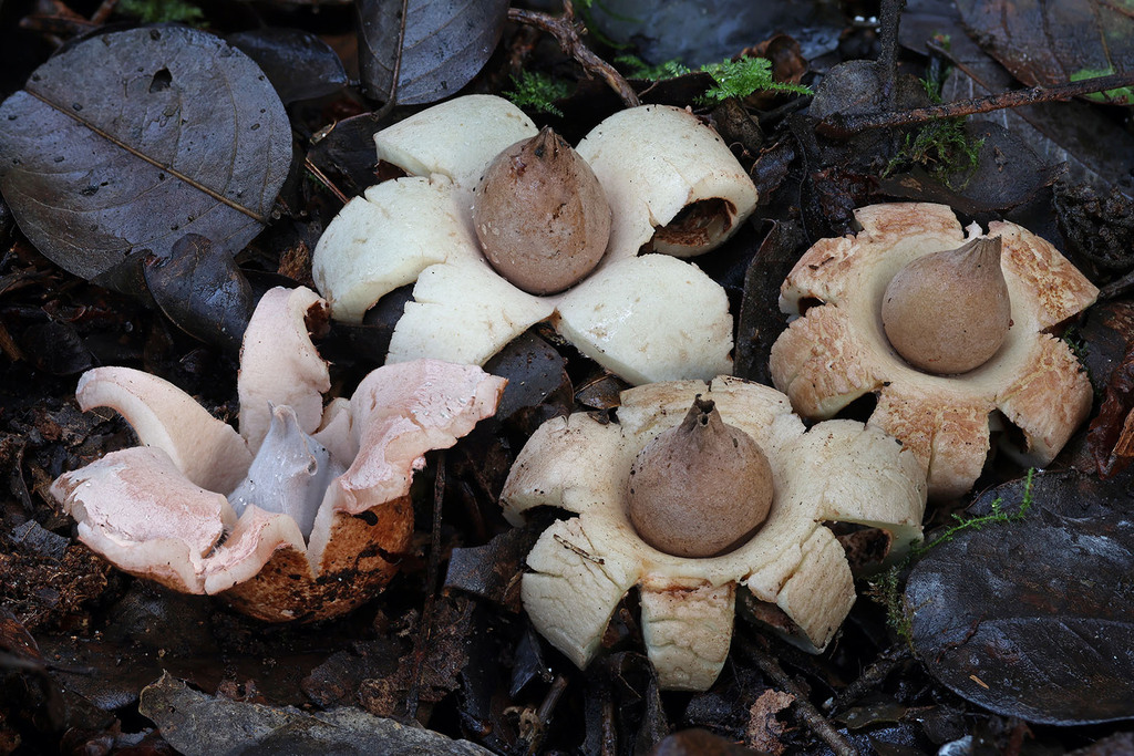 Geastrum morganii