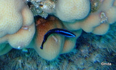 Pseudochromis springeri