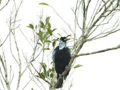 Gymnoderus foetidus