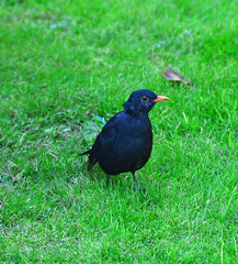 Turdus merula