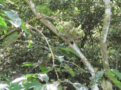 Oxyanthus speciosus