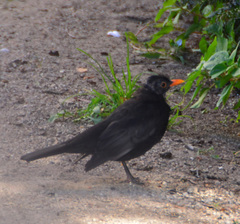 Turdus merula