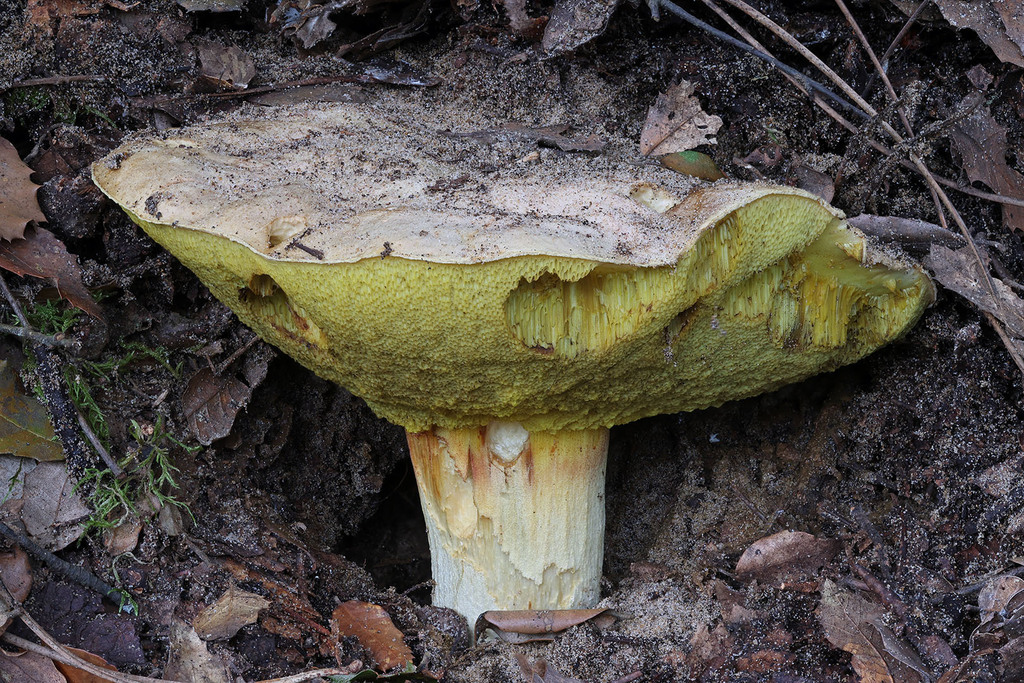 Hemileccinum impolitum · November 2025 · photo: © mycobel (iNaturalist, cc-by)