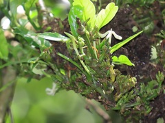 Oxyanthus speciosus
