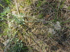 Antennaria neglecta