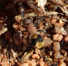 Ronisia