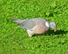 Columba palumbus