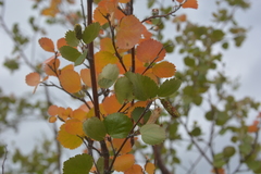 Betula divaricata