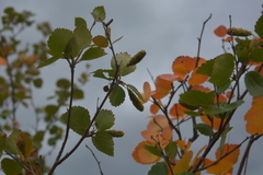 Betula divaricata