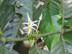 Oxyanthus speciosus