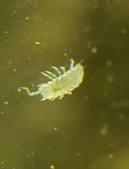 Cylindroniscus
